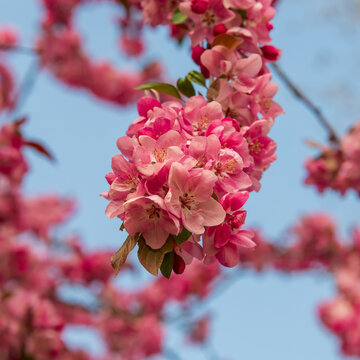 Pink springtime tree flower blooms.