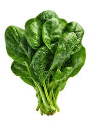 Close-up of a bunch of fresh spinach leaves.  Bright green, vibrant foliage clustered together.  Stems are visible. Isolated on black background