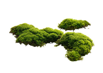 Close-up of clumps of vibrant green moss