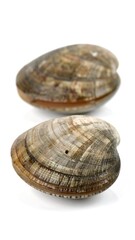 Two clam shells, light brown/gray, textured, close-up, isolated on white background