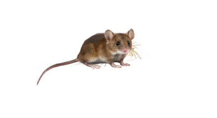 Adorable House Mouse with Brown Fur on a Blurred Brown Background, Small Rodent with a Delicate Tail, Perfect for Children's Book Illustrations