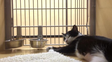 Cat in cage up for adoption at pet store