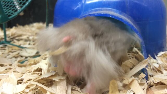 Hamster in igloo home