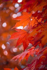 Close up of vibrant autumn maple leaves with warm sunlight bokeh, symbolizing seasonal change, natural beauty, fall foliage, and colorful nature backdrop background concept