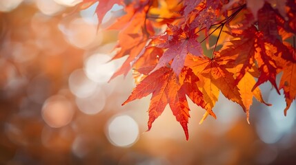 Close up of vibrant autumn maple leaves with warm sunlight bokeh, symbolizing seasonal change, natural beauty, fall foliage, and colorful nature backdrop background concept