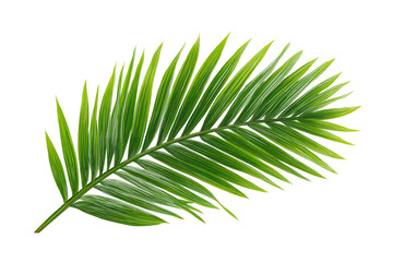 Obraz premium Close-up of a single palm frond. Lush green leaf with serrated edges