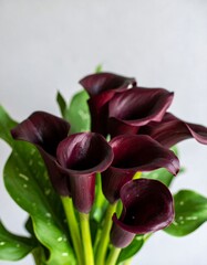 Dark burgundy Calla lilies in close-up (1)