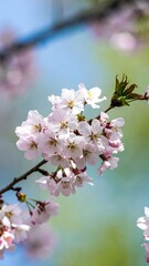 Obraz premium Close-up of delicate pink cherry blossoms on branch, soft focus