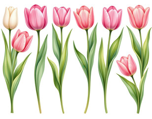 Colorful Tulips in Different Styles and Shades for Spring Designs