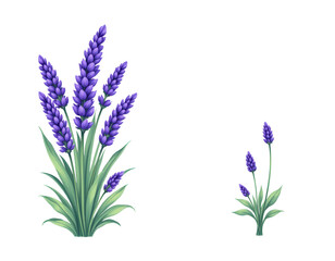 Fototapeta premium Vibrant Purple Lavender Flowers with Green Leaves Isolated on White