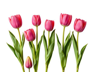 Fototapeta premium Beautiful Pink Tulips with Fresh Green Leaves on a Transparent background
