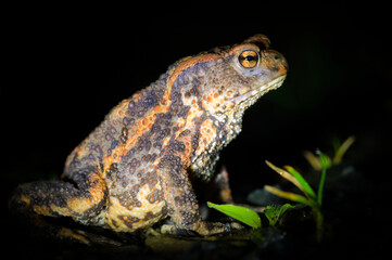 Common toad (Bufo bufo) with orange-striped pattern at night, Czech Republic.