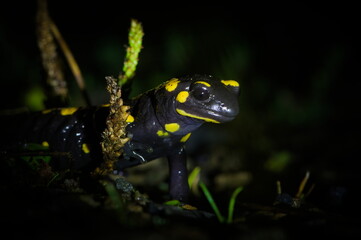 Fire salamander (Salamandra salamandra) portrait at night, Czech Republic.