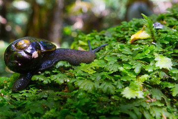Obraz premium Otway Black Snail Victaphanta compacta on ferns