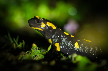 Fire salamander (Salamandra salamandra) portrait at night, Czech Republic.