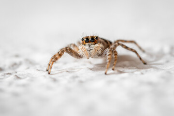 spider on the wall (Menemerus semilimbatus)