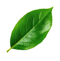 Obraz premium Close-up of a vibrant green leaf