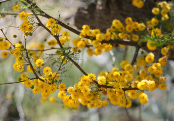 Sweet acacia or Acacia farnesiana (lat.- Vachellia farnesiana)