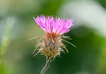Flower Centaurea (lat.- Centaurea crocodylium)