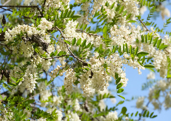 Black locust (lat.- Robinia pseudoacacia)