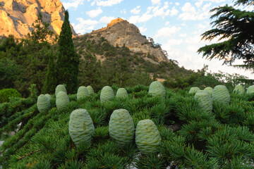 Green cones on fir branches with mountains on the horizon