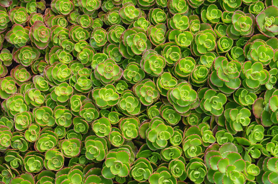 Background of bright green succulents in close-up