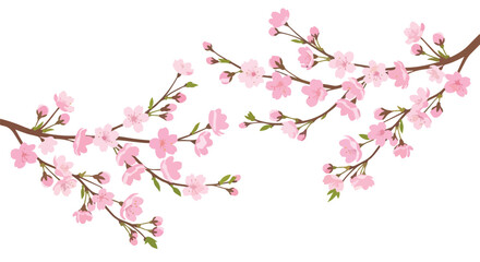 Fototapeta premium Delicate cherry blossom branches in full bloom, a symbol of spring beauty and new beginnings, adorning a simple white backdrop capturing nature's
