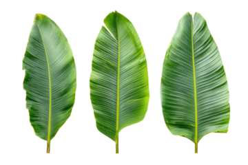 Three vibrant banana leaves against a black background