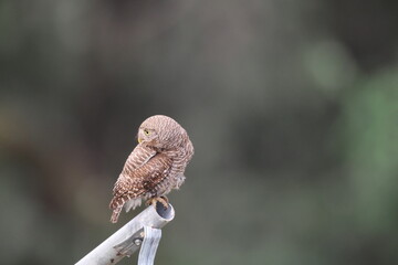The Asian barred owlet (Glaucidium cuculoides), also known as the cuckoo owlet, is a species of pygmy owl. This photo was taken in North India.