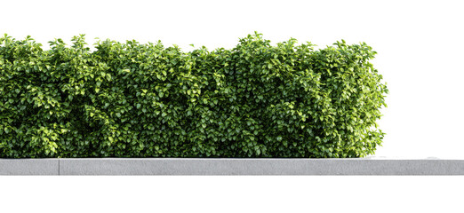 Dense green hedge on a light gray concrete curb