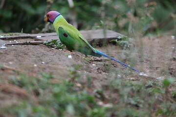 The plum-headed parakeet (Psittacula cyanocephala) is a species of parakeet in the family Psittacidae. This photo was taken in North Inida.