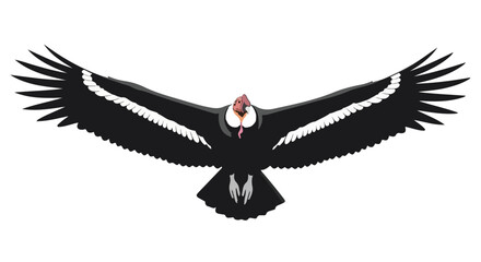 Majestic Andean Condor Soaring: A Symbol of Freedom and Natural Beauty in Detailed Illustration