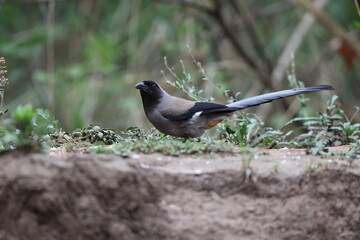 Grey Treepie or Himalayan Treepie (Dendrocitta formosae occidentalis) in North India