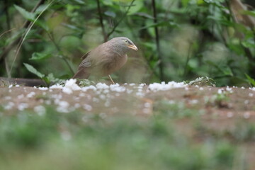  Jungle babbler (Argya striata) is a member of the family Leiothrichidae found in the Indian subcontinent. 