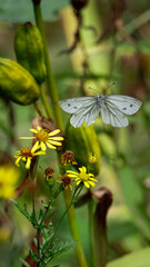 Green-veined White butterfly (Pieris napi), Hauxley Nature Reserve, September 2025. 