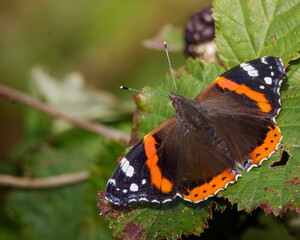 Red Admiral butterfly (Vanessa atalanta), at Hauxley Nature Reserve, Northumberland, September 2025