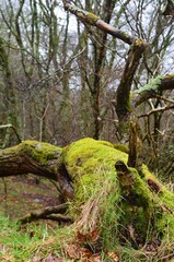 mossy tree in glendalough forest