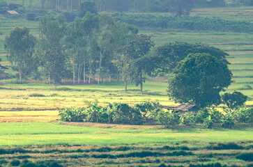 A beautiful view of the morning light streaming down onto a hut, green rice fields and trees in the countryside of Chiang Rai Province, northern Thailand.
