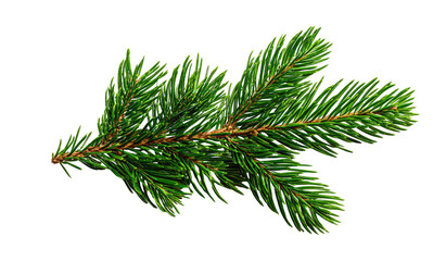 Close-up of a vibrant green fir branch.  Detailed needles, slightly overlapping, create a textured, natural appearance.  The branch extends diagonally.  Dark background isolates the foliage