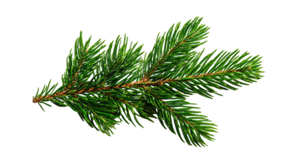 Close-up of a vibrant green fir branch. Detailed needles, slightly overlapping, create a textured, natural appearance. The branch extends diagonally. Dark background isolates the foliage
