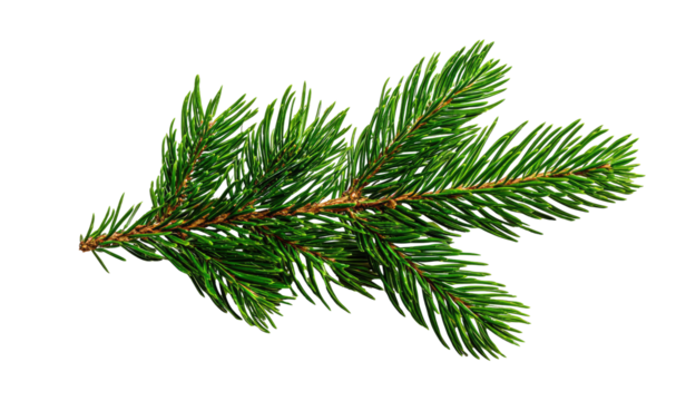 Close-up of a vibrant green fir branch.  Detailed needles, slightly overlapping, create a textured, natural appearance.  The branch extends diagonally.  Dark background isolates the foliage