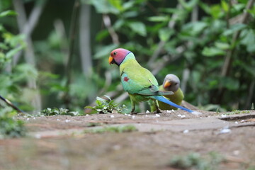 The plum-headed parakeet (Psittacula cyanocephala) is a species of parakeet in the family Psittacidae. This photo was taken in North Inida.