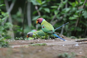 The plum-headed parakeet (Psittacula cyanocephala) is a species of parakeet in the family Psittacidae. This photo was taken in North Inida.