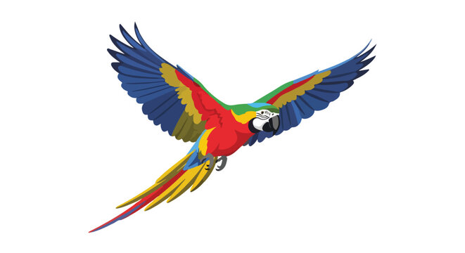 Vector illustration of a brightly colored macaw in full flight with wings spread against a plain white background for creative designs