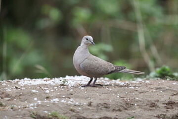Eurasian collared dove (Streptopelia decaocto), often simply just collared dove, is a dove species.