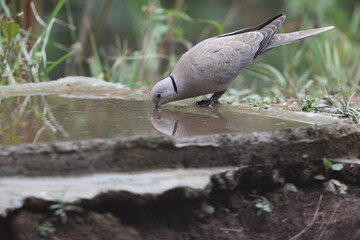 Eurasian collared dove (Streptopelia decaocto), often simply just collared dove, is a dove species.