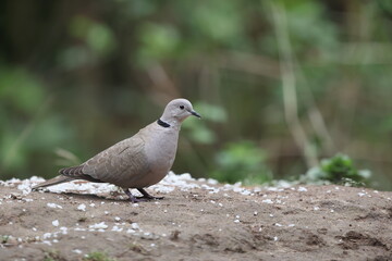 Eurasian collared dove (Streptopelia decaocto), often simply just collared dove, is a dove species.