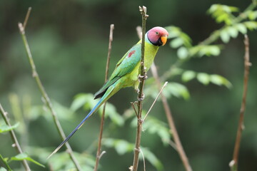 The plum-headed parakeet (Psittacula cyanocephala) is a species of parakeet in the family Psittacidae. This photo was taken in North Inida.