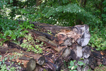 Obraz premium A pile of logs in a forest with green leaves and grass