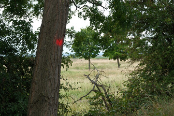Fototapeta premium A tree with red paint on it and a butterfly on it